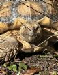 Sulcata : Male approx  13 years old (Kobi)